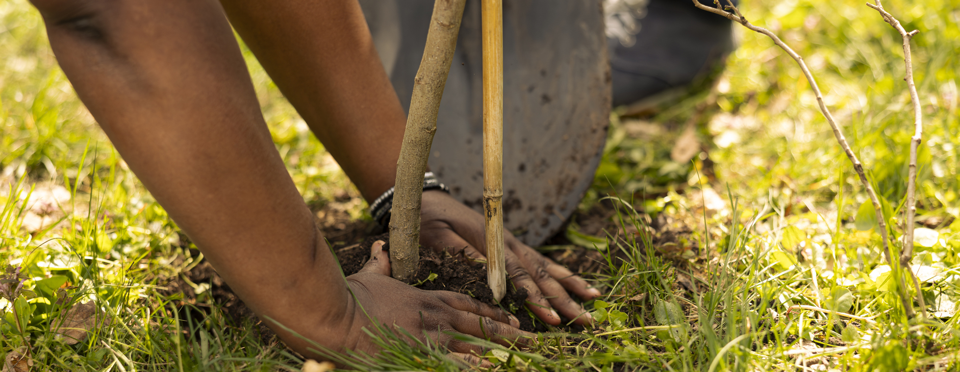 Tree Planting at Deer Field Knoll | October 16 to October 18